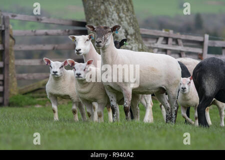 Appena tagliata mulo pecore con embrione trapiantato beltex agnelli a piedi. Co. Durham, Regno Unito. Foto Stock