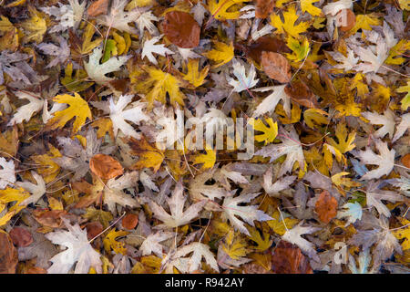 Maple (lat. Acer) fogliame autunnale foglie. Ahorn (lat. Acer) Herbstlaub, Blaetter. Foto Stock