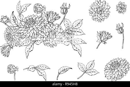 Set di monocromatico dalia bouquet floreale e gli elementi isolati su sfondo bianco, illustrazione vettoriale Illustrazione Vettoriale