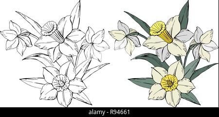 Insieme di diversi bouquet di fiori bianco narciso, colorate e in bianco e nero, isolato su sfondo bianco, vettore disegnati a mano illustrazione Illustrazione Vettoriale
