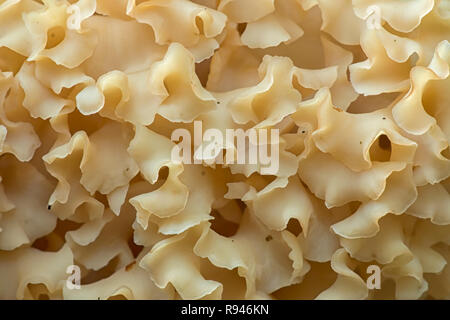 Close up foto del fungo di cavolfiore (Sparassis crispa). Tipperary, Irlanda Foto Stock