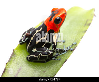 Fantastico con testa rossa poison dart frog, Ranitomeya fantastica Caynarichi. Questa rana tropicali vive nella foresta amazzonica del Perù. Animale o isolato Foto Stock