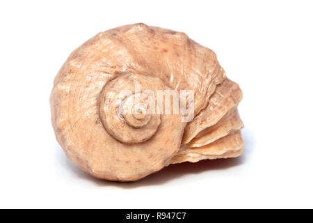 Seashell su sfondo bianco Foto Stock