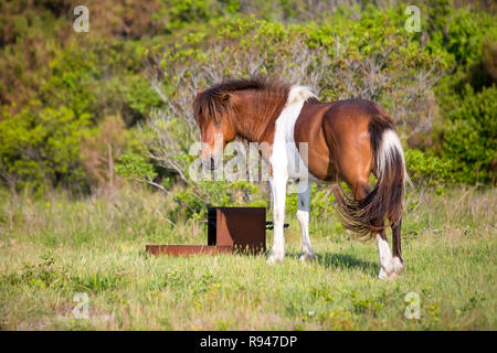Un pony selvatici (Equus caballus) in piedi in un campeggio a Assateague Island National Seashore, Maryland Foto Stock
