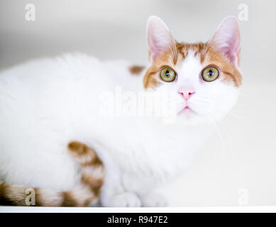 Un domestico shorthair cat con bianco e arancione marcature tabby accovacciato in una posizione apprensiva Foto Stock