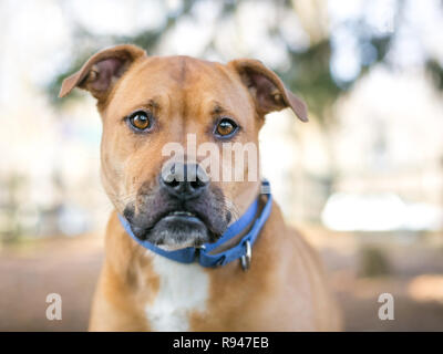 Un marrone e bianco di razza cane con un underbite Foto Stock