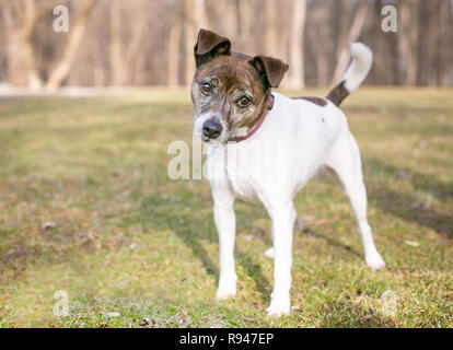 Un tigrato e bianco Jack Russell Terrier di razza cane guardando la telecamera con una inclinazione testata Foto Stock