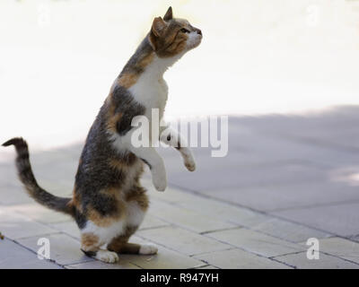 Cute cat in piedi sulle zampe posteriori in erba Foto Stock