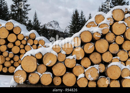 Legni di abete tagliati e accatastati sul bordo di una foresta in inverno nella regione Trentino Alto Adige, Italia Foto Stock