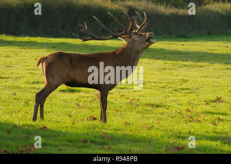 Maschio rosso cervo Stag at Knepp station wagon Horsham West Sussex Foto Stock