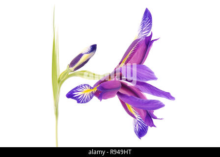 Fiore di iride isolata su bianco, bellissimo impianto a molla Foto Stock