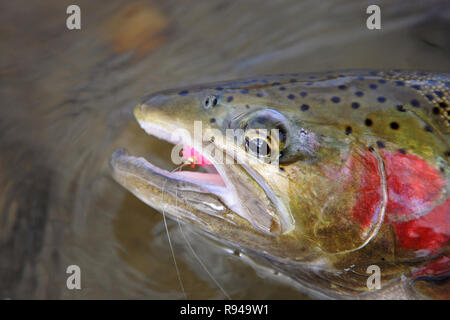 trota di testa di acciaio catturata con lure rosa in closeup della bocca Foto Stock