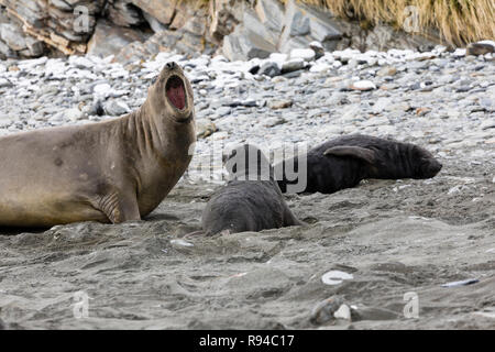 Femmina elefante meridionale di tenuta con il suo cucciolo sulla Fortuna Bay, Georgia del Sud Antartide Foto Stock