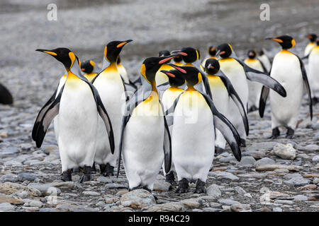 Un gruppo di pinguini re corre sopra la spiaggia di ciottoli sulla Fortuna Bay, Georgia del Sud Antartide Foto Stock