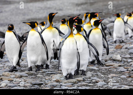 Un gruppo di pinguini re corre sopra la spiaggia di ciottoli sulla Fortuna Bay, Georgia del Sud Antartide Foto Stock