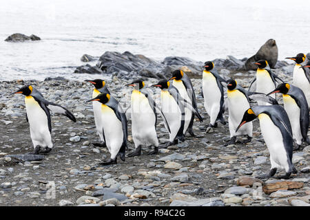 Un gruppo di pinguini re corre sopra la spiaggia di ciottoli sulla Fortuna Bay, Georgia del Sud Antartide Foto Stock