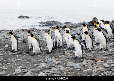 Un gruppo di pinguini re corre sopra la spiaggia di ciottoli sulla Fortuna Bay, Georgia del Sud Antartide Foto Stock