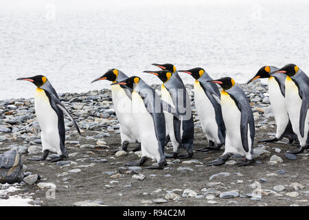 Un gruppo di pinguini re eseguito in una riga sopra la spiaggia di ciottoli sulla Fortuna Bay, Georgia del Sud Antartide Foto Stock