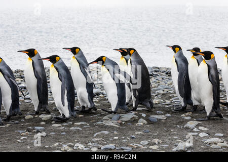 Un gruppo di pinguini re eseguito in una riga sopra la spiaggia di ciottoli sulla Fortuna Bay, Georgia del Sud Antartide Foto Stock