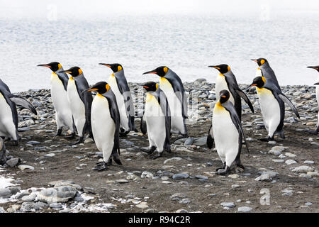 Un gruppo di pinguini re eseguito in una riga sopra la spiaggia di ciottoli sulla Fortuna Bay, Georgia del Sud Antartide Foto Stock