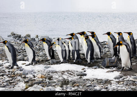 Un gruppo di pinguini re eseguito in una riga sopra la spiaggia di ciottoli sulla Fortuna Bay, Georgia del Sud Antartide Foto Stock