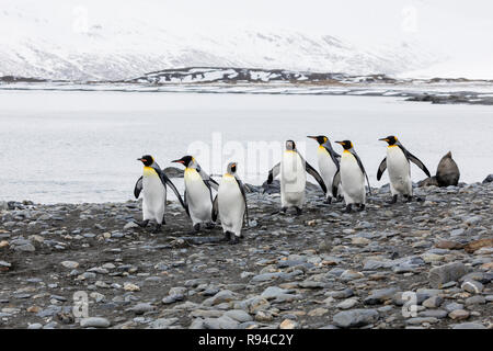 Un gruppo di pinguini re corre sopra la spiaggia di ciottoli sulla Fortuna Bay, Georgia del Sud Antartide Foto Stock