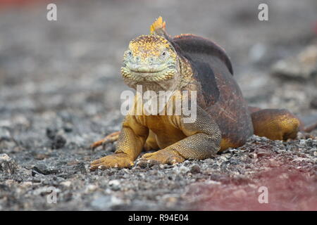 Close up di un giallo terra terra Iguana iguana rilassante sull isola di Santa Fe, Galapagos Foto Stock