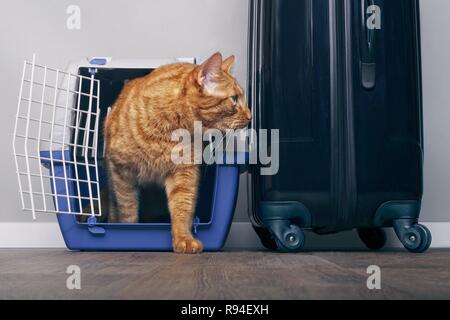 Lo zenzero gatto in una cassa viaggio accanto una valigia guarda ansiosamente lateralmente Foto Stock