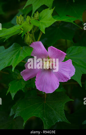 Questo bellissimo fiore viola chiamato come Hibiscus moscheutos, rosa o malva rosa swamp-malva Foto Stock