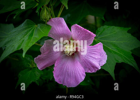 Questo bellissimo fiore viola chiamato come Hibiscus moscheutos, rosa o malva rosa swamp-malva Foto Stock