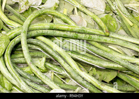 Fagioli imbevuto in acqua Foto Stock