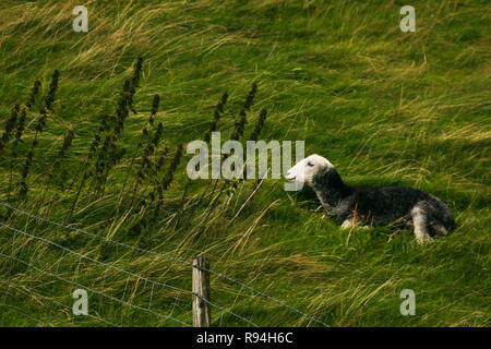 Un Herdwick pecore al pascolo su un distretto del Lago Collina, Cumbria, Nord Ovest Inghilterra, Regno Unito. Foto Stock