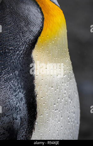Georgia del Sud, Porto Oro aka porto d'oro. Dettaglio delle gocce di pioggia sul pinguino reale piume (Aptenodytes patagonicus) Foto Stock