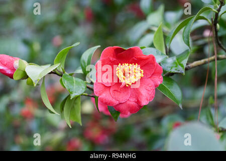 Camellia japonica "Alexander Hunter' Fiore. Foto Stock