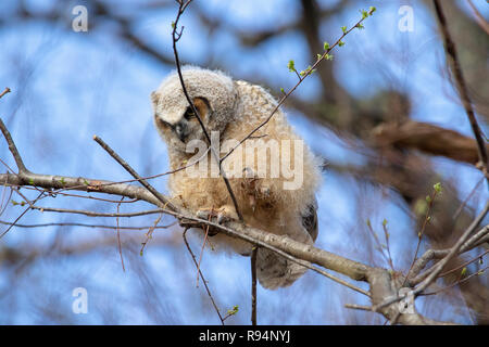 Fledged grande cornuto Owlet all'alba Foto Stock