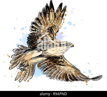 Falco in volo da un tocco di acquerelli, mano bozzetto Illustrazione Vettoriale