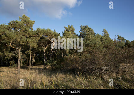Di Pino silvestre e la betulla foresta a Palmer Ort, che è il punto più meridionale di Rügen isola chiamata Palmer Ort nel sud della penisola Zudar. Foto Stock