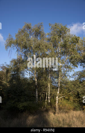 Di Pino silvestre e la betulla foresta a Palmer Ort, che è il punto più meridionale di Rügen isola chiamata Palmer Ort nel sud della penisola Zudar. Foto Stock