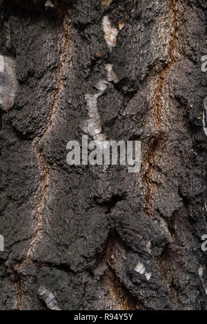 Close-up di dettagliate di corteccia di albero. Legno Texture di sfondo. Foto Stock