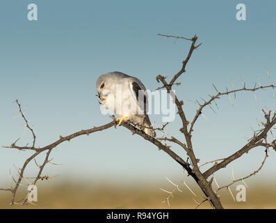 Nero kite con spallamento Foto Stock