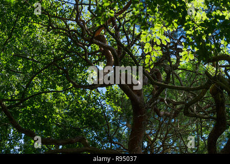 Vista dal di sotto di enormi alberi verdi con rami di curva Foto Stock