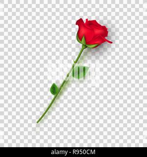 Rosa rossa su uno sfondo trasparente. Il giorno di San Valentino. Amore fiore. Petali e foglie. Illustrazione Vettoriale. EPS 10 Illustrazione Vettoriale