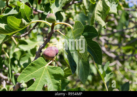 Clsoe di fichi (Ficus carica) sui rami di un albero in estate Foto Stock