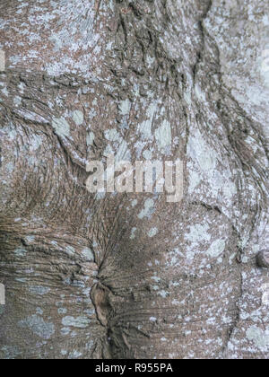 Close-up di autunnale di corteccia di un faggio / Fagus sylvatica tronco di albero. Corteccia di albero da vicino Foto Stock