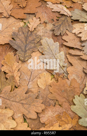 Morto Quercia autunnali / Quercus lascia sul terreno. Alla fine della stagione la metafora o foglie di autunno. Foglia morta texture. Foto Stock