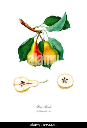 Vintage botaniche uniche illustrazione di una pera Foto Stock