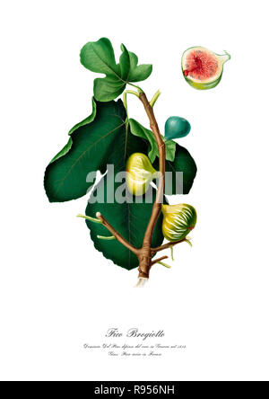 Vintage unica illustrazione botanica di figg. Foto Stock