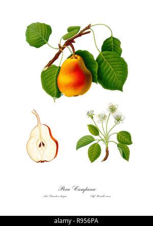 Vintage botaniche uniche illustrazione di una pera Foto Stock