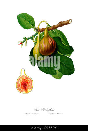 Vintage unica illustrazione botanica di figg. Foto Stock