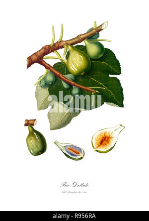 Vintage unica illustrazione botanica di figg. Foto Stock